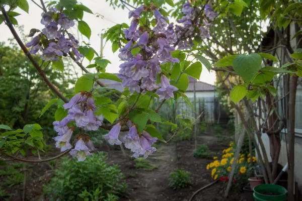 Paulownia (Paulownia tomentosa) – tot ce trebuie să știi despre plantare și îngrijire
