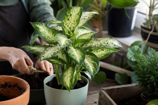 Dieffenbachia (Dieffenbachia seguine) – plantare, îngrijire și greșeli de evitat