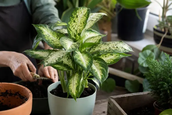 Dieffenbachia (Dieffenbachia seguine) – plantare, îngrijire și greșeli de evitat