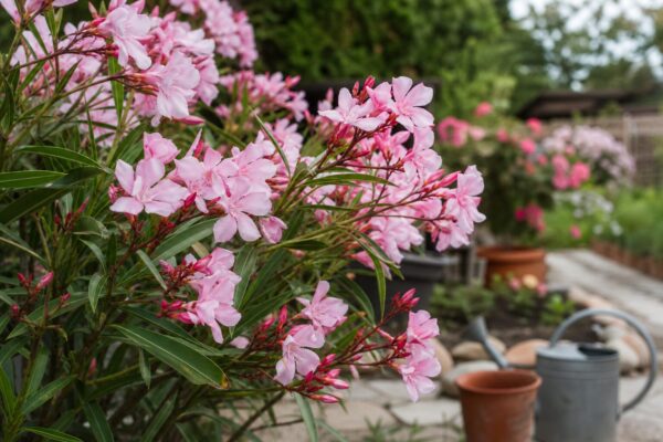 Oleandru (Nerium oleander) – ghid pas cu pas de plantare și întreținere