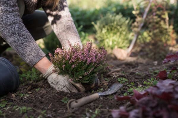 Iarbă neagră (Erica carnea) – plantare și îngrijire pas cu pas