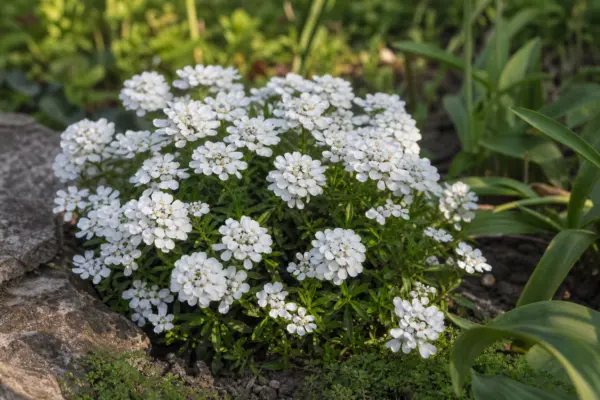 Iberis (Iberis sempervirens) – plantare, îngrijire și greșeli de evitat