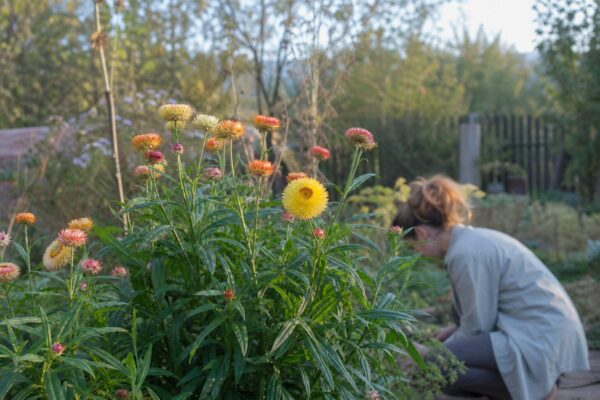 Flori de paie (Helichrysum bracteatum) – plantare și îngrijire pas cu pas