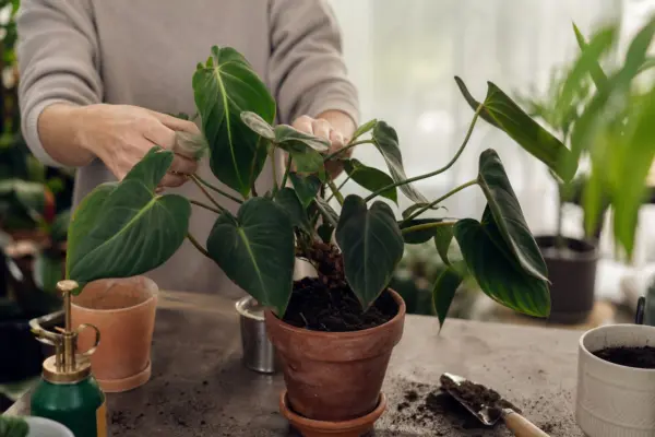 Filodendronul (Philodendron scandens) – tot ce trebuie să știi despre plantare și îngrijire
