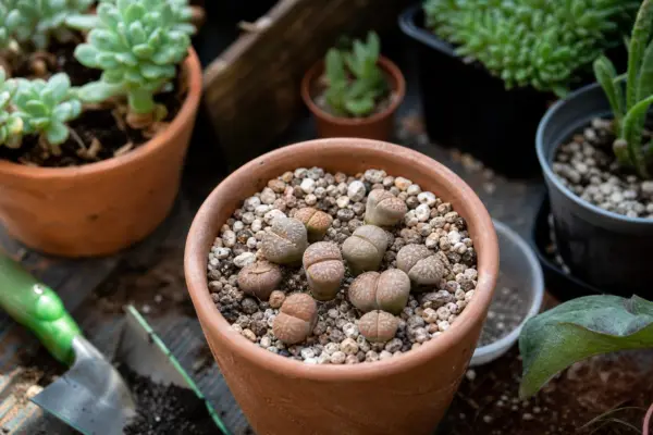Lithops (Lithops pseudotruncatella) – de la plantare la întreținerea de zi cu zi