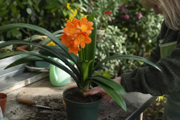 Clivia (Clivia miniata) – ghid pas cu pas de plantare și întreținere