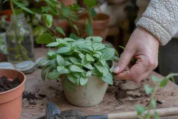 Fittonia (Fittonia albivenis) – tot ce trebuie să știi despre plantare și îngrijire