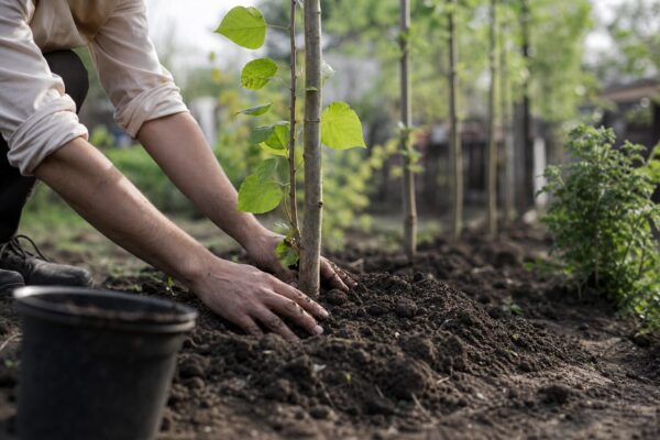 Plop piramidal (Populus nigra Italica) – sfaturi de plantare și îngrijire