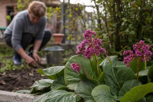 Bergenia (Bergenia cordifolia) – plantare, îngrijire și greșeli de evitat