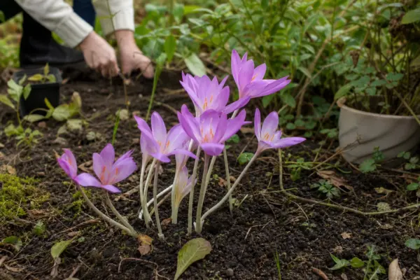Brândușa de toamnă (Colchicum autumnale) – ghid complet de cultivare și îngrijire