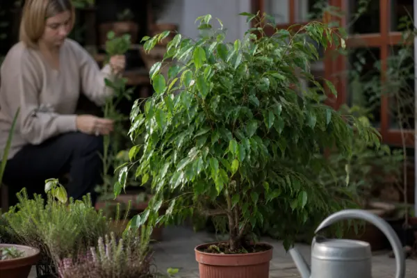 Ficus benjamin (Ficus benjamina) – sfaturi utile pentru plantare și îngrijire