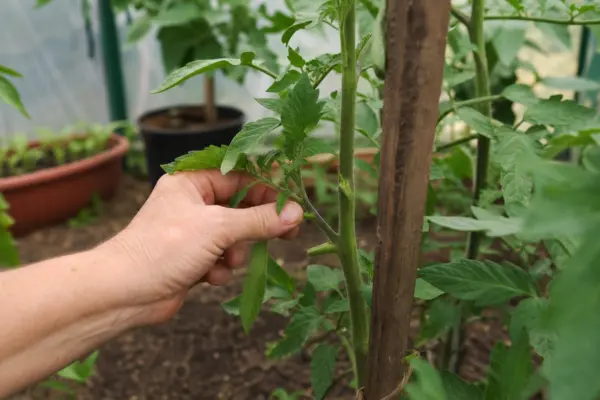 Când și cum se copilesc roșiile cultivate în solar