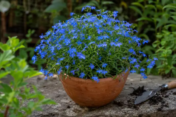 Lobelia (Lobelia erinus) – ghid pas cu pas de plantare și întreținere