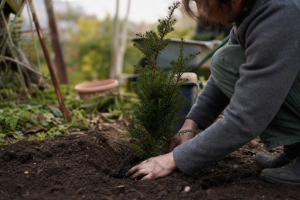 Tisa (Taxus baccata) – plantare și îngrijire pas cu pas