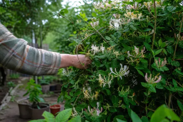 Caprifoi de pădure (Lonicera periclymenum) – ghid practic de plantare și îngrijire