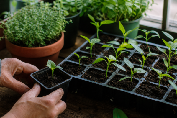 Temperatura ideală pentru germinarea semințelor de ardei