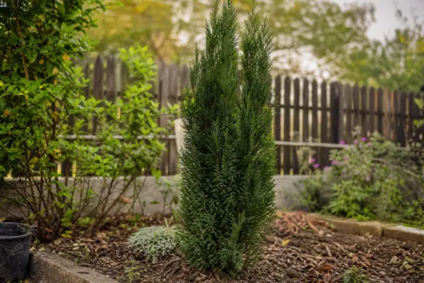 Chiparos (Cupressus sempervirens) – ghid complet de cultivare și îngrijire