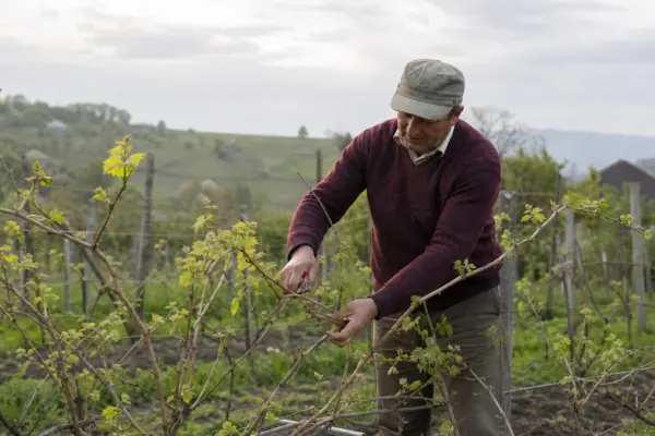 Tăierea viței-de-vie toamna sau primăvara? Cum alegi momentul în funcție de climă